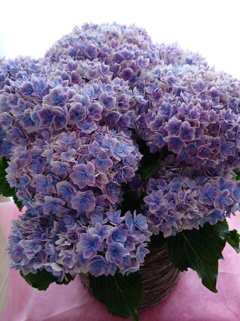20240518_115056.jpg